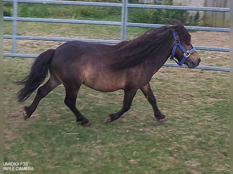Mini Shetland Pony Stallion 4 years 7,3 hh Bay-Dark in Unterschneidheim