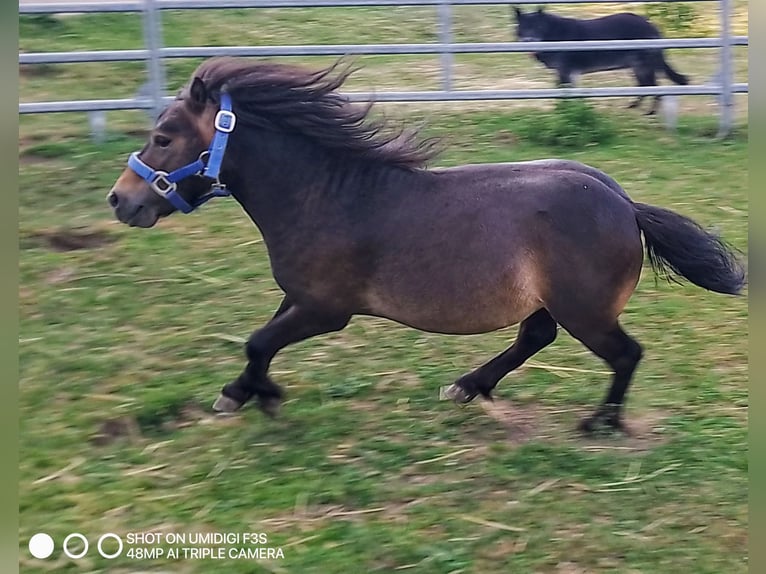 Mini Shetland Pony Stallion 4 years 7,3 hh Bay-Dark in Unterschneidheim
