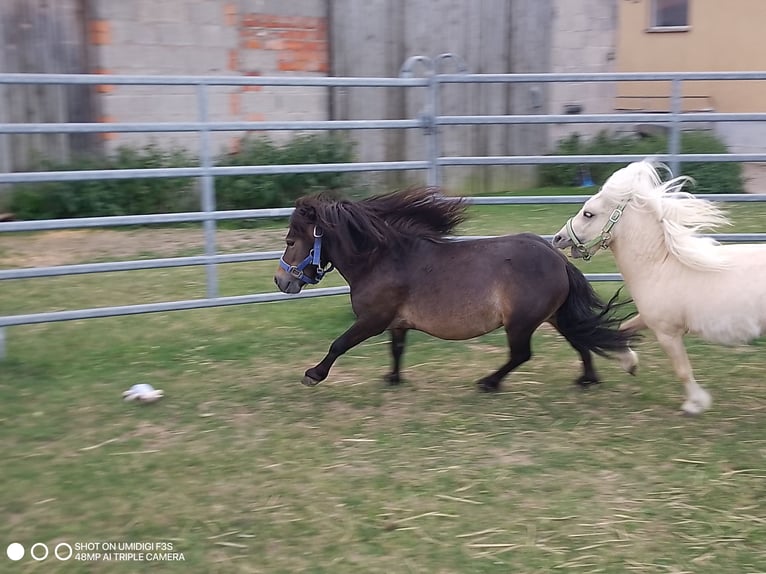 Mini Shetland Pony Stallion 4 years 7,3 hh Bay-Dark in Unterschneidheim