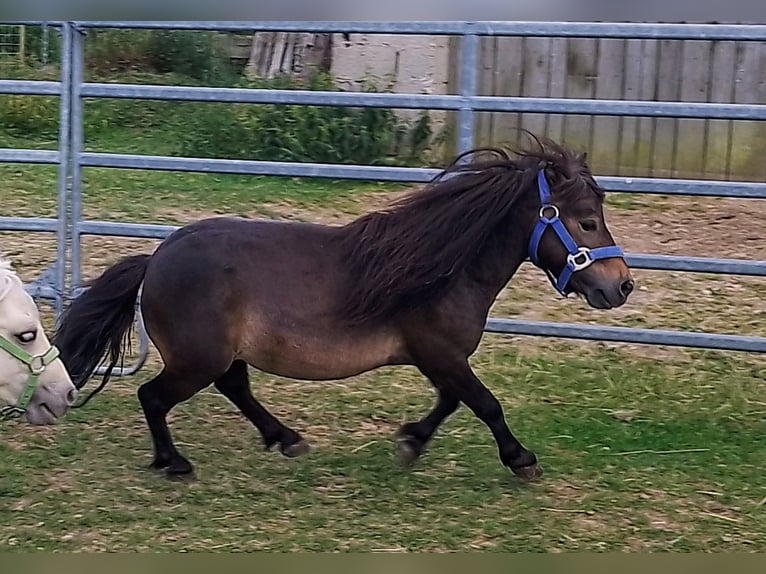 Mini Shetland Pony Stallion 4 years 7,3 hh Bay-Dark in Unterschneidheim