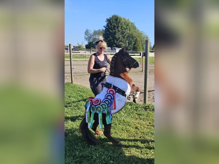 Mini Shetland Pony Stallion 4 years 7,3 hh Chestnut in Murrhardt
