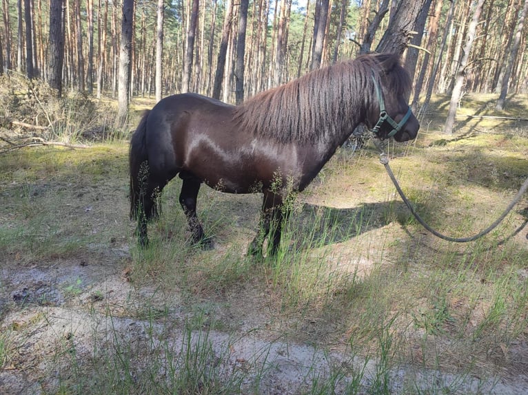 Mini Shetland Pony Stallion 4 years 8.1 hh Black in Kaarßen