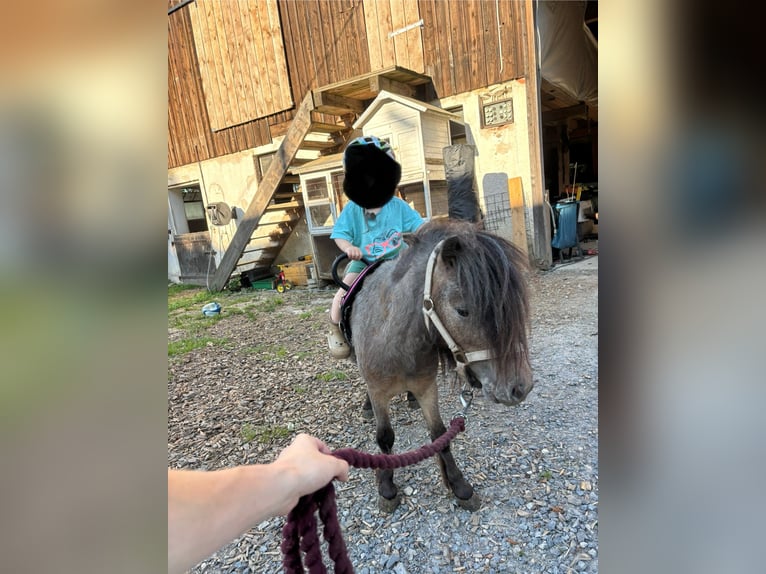 Mini Shetland Pony Stallion 4 years 8 hh  in Alfdorf