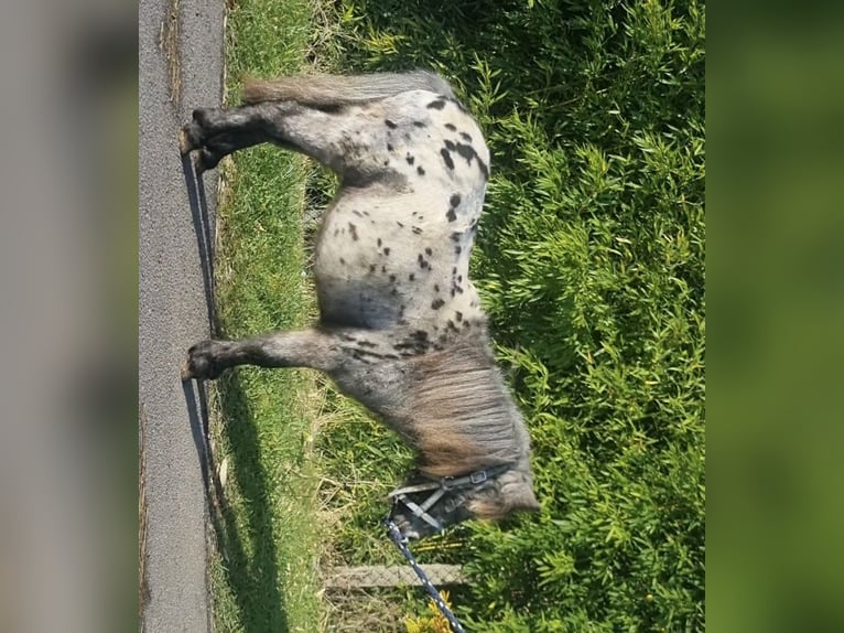 Mini Shetland Pony Stallion 4 years 8 hh Leopard-Piebald in Bad Essen