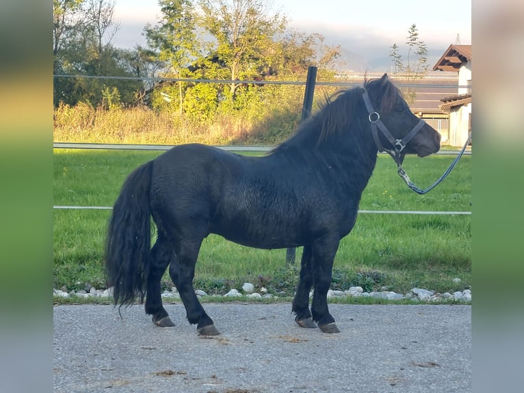 Mini Shetland Pony Stallion 4 years 8,1 hh Black in Kirchbichl