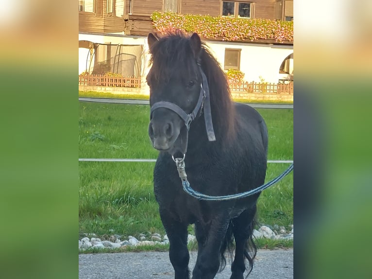 Mini Shetland Pony Stallion 4 years 8,1 hh Black in Kirchbichl