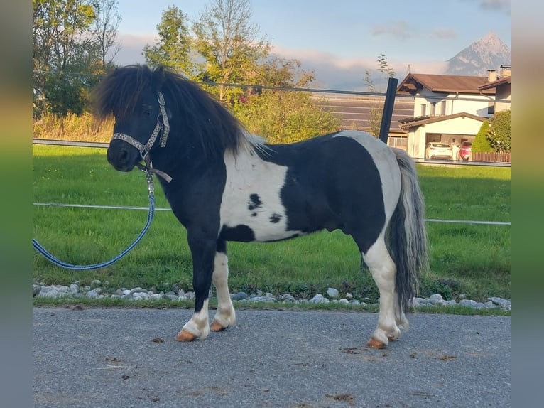 Mini Shetland Pony Stallion 4 years 8,2 hh Pinto in Kirchbichl