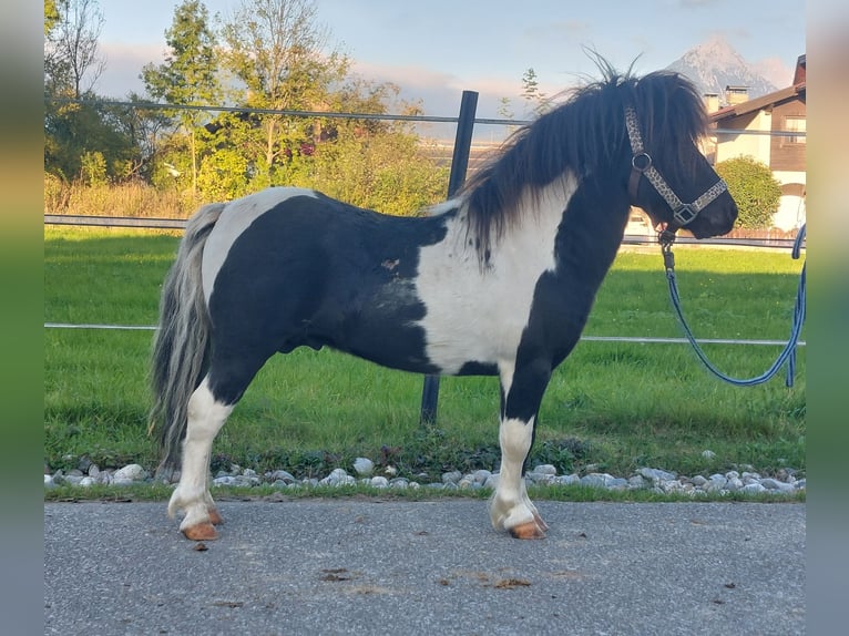 Mini Shetland Pony Stallion 4 years 8,2 hh Pinto in Kirchbichl