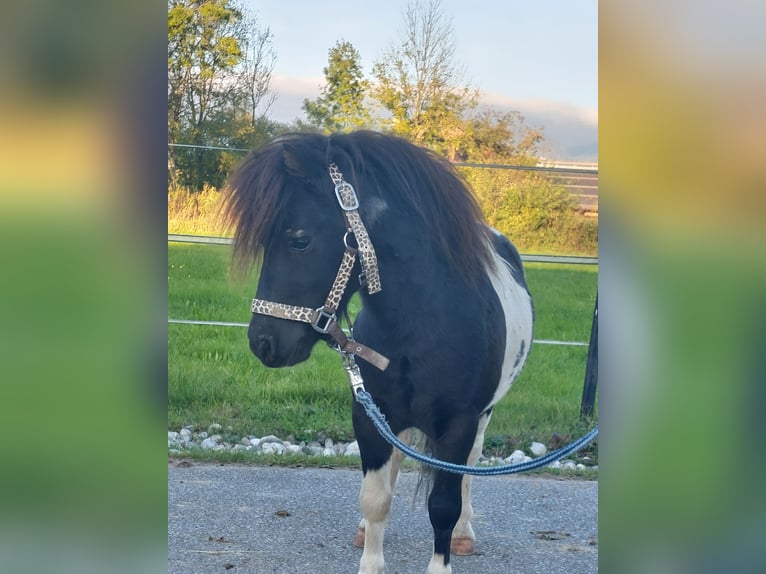 Mini Shetland Pony Stallion 4 years 8,2 hh Pinto in Kirchbichl