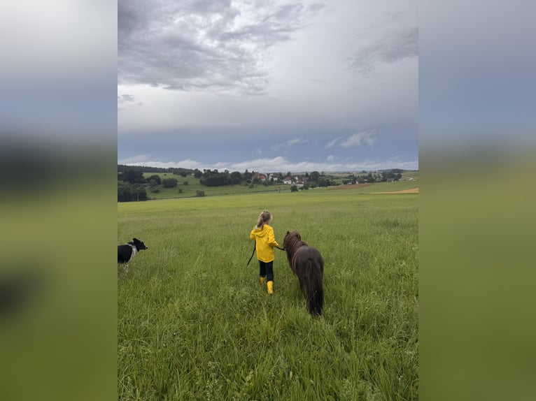 Mini Shetland Pony Stallion 4 years 8,3 hh Chestnut in Neuhausen ob EckNeuhausen
