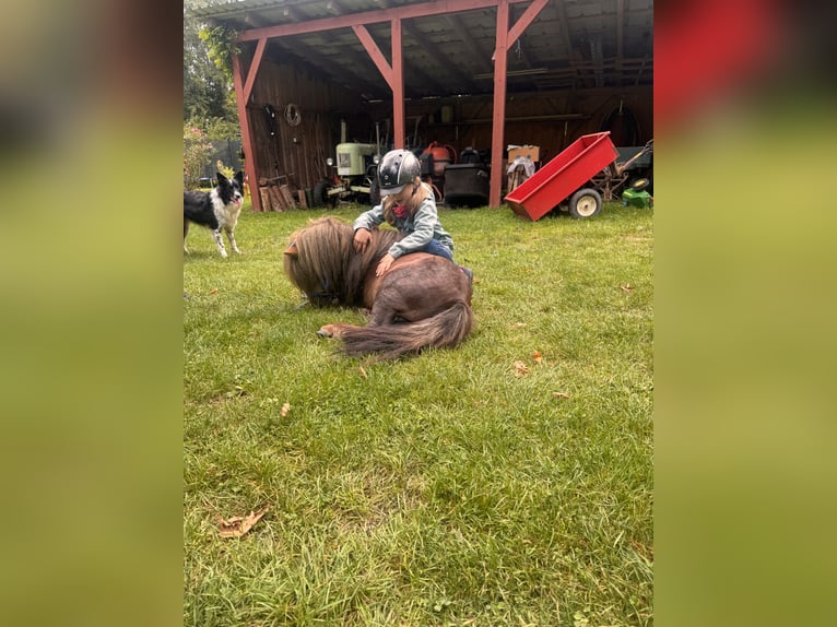 Mini Shetland Pony Stallion 4 years 8,3 hh Chestnut in Neuhausen ob EckNeuhausen