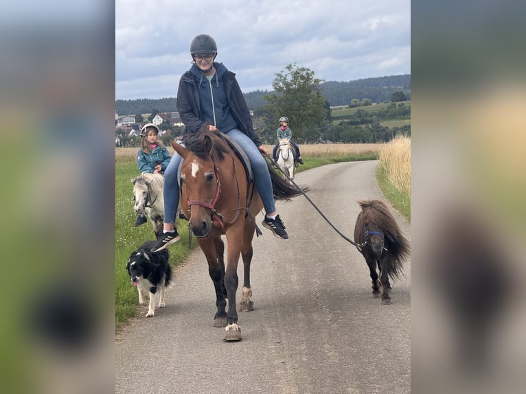 Mini Shetland Pony Stallion 4 years 8,3 hh Chestnut in Neuhausen ob EckNeuhausen