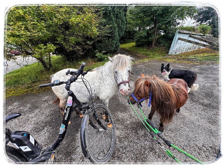 Mini Shetland Pony Stallion 4 years 8,3 hh Chestnut in Neuhausen ob EckNeuhausen