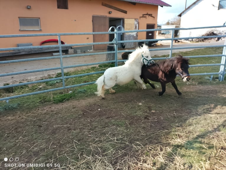 Mini Shetland Pony Stallion 5 years 7.3 hh Smoky-Black in Unterschneidheim