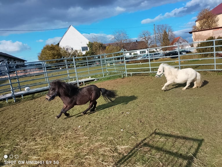 Mini Shetland Pony Stallion 5 years 7.3 hh Smoky-Black in Unterschneidheim
