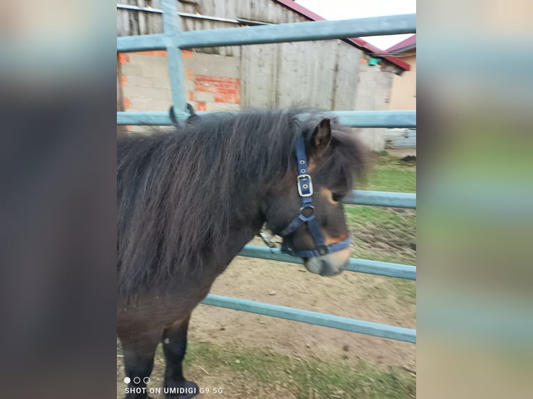 Mini Shetland Pony Stallion 5 years 7.3 hh Smoky-Black in Unterschneidheim