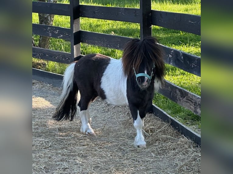 Mini Shetland Pony Stallion 5 years 7,1 hh Pinto in Klodzko
