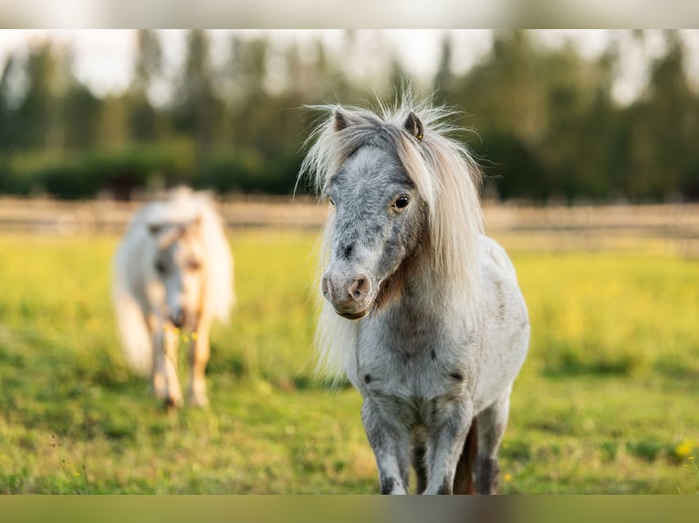 Mini Shetland Pony Mix Stallion 6 years 7.1 hh Leopard-Piebald in Augšdaugavas nov.