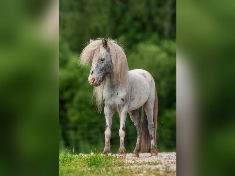 Mini Shetland Pony Mix Stallion 6 years 7,1 hh Leopard-Piebald in Augšdaugavas nov.