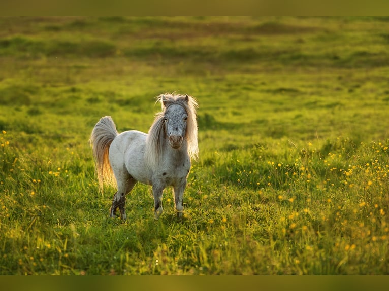 Mini Shetland Pony Mix Stallion 6 years 7,1 hh Leopard-Piebald in Augšdaugavas nov.