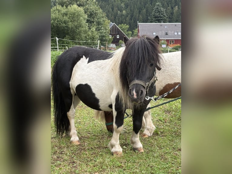 Mini Shetland Pony Stallion 6 years 8.2 hh Pinto in Neuhausen/Erzgebirge