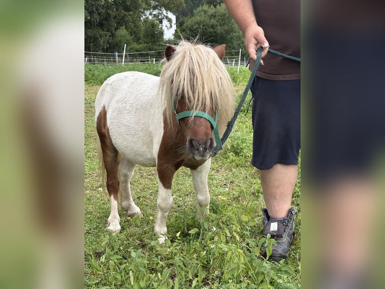 Mini Shetland Pony Stallion 6 years 8.2 hh Pinto in Neuhausen/Erzgebirge