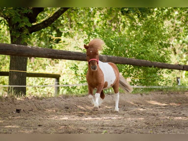 Mini Shetland Pony Stallion 6 years 8 hh Pinto in Alzey