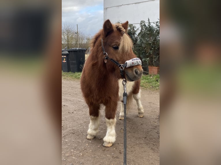 Mini Shetland Pony Stallion 6 years 8 hh Pinto in Alzey