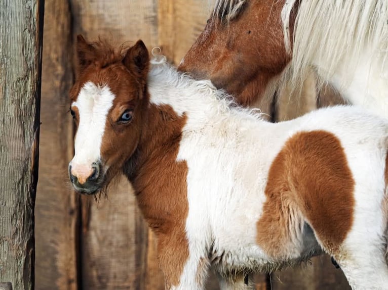 Mini Shetland Pony Stallion 7 years 6,3 hh Pinto in Fernitz