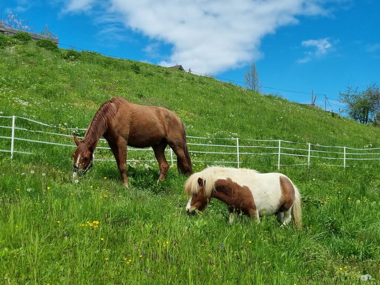 Mini Shetland Pony Stallion 7 years 6,3 hh Pinto in Fernitz