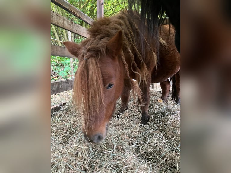 Mini Shetland Pony Stallion 7 years 9,2 hh Chestnut-Red in Bad Segeberg