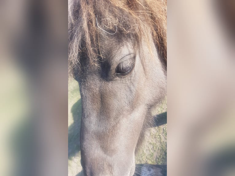 Mini Shetland Pony Stallion 8 years Dun in Sande