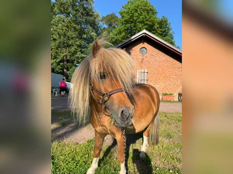 Mini Shetland Pony Stallion 9 years 8.3 hh Pinto in Lemgow