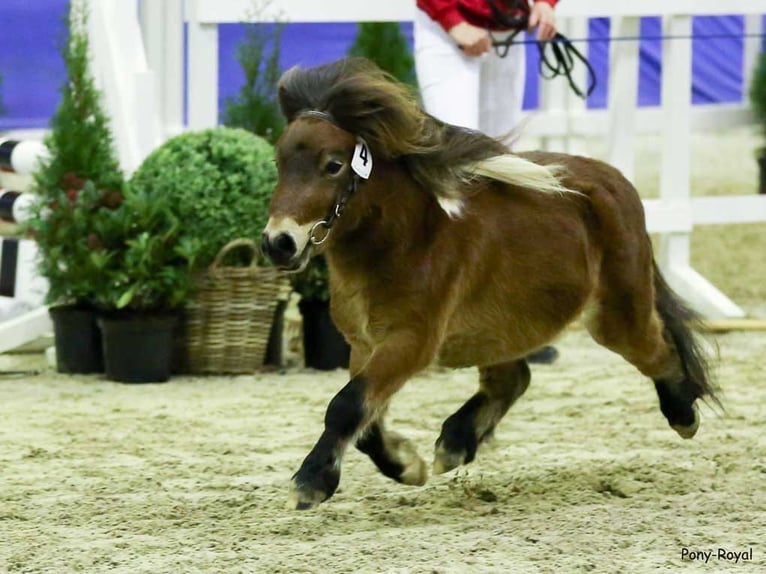 Mini Shetland Pony Stallion in Walderbach