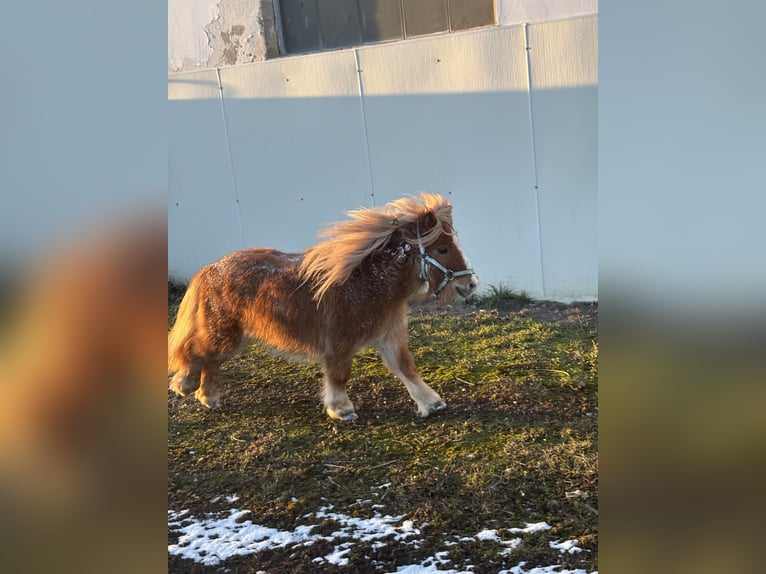 Mini Shetland Pony Stallion Chestnut-Red in Oed-Oehling