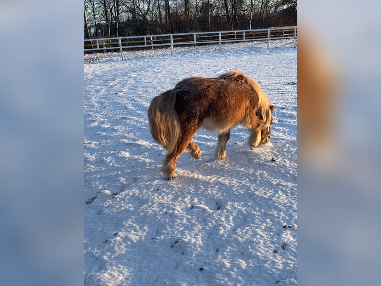 Mini Shetland Pony Stallion Chestnut-Red in Oed-Oehling