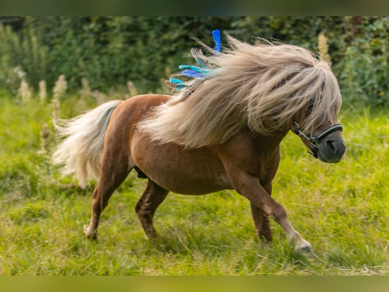 Mini Shetland Pony Stallion Chestnut-Red in Balzhausen