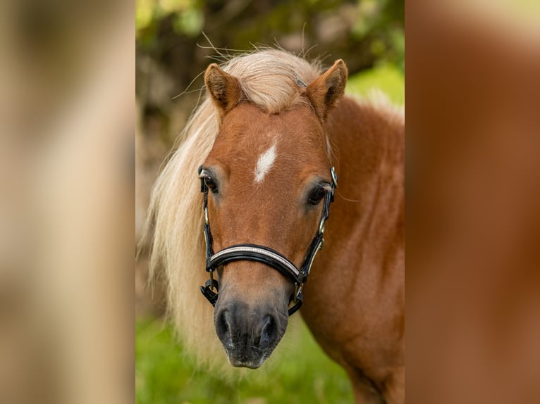 Mini Shetland Pony Stallion Chestnut-Red in Balzhausen