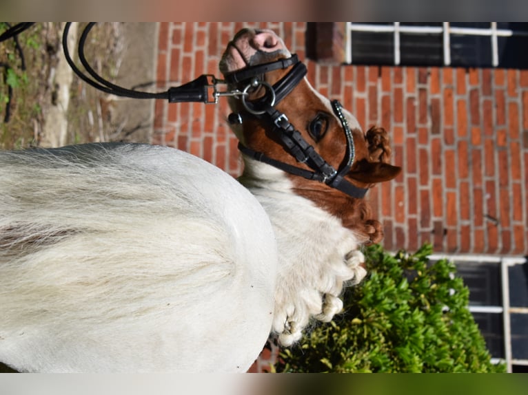 Mini Shetland Pony Stallion in D&#xE4;tgen
