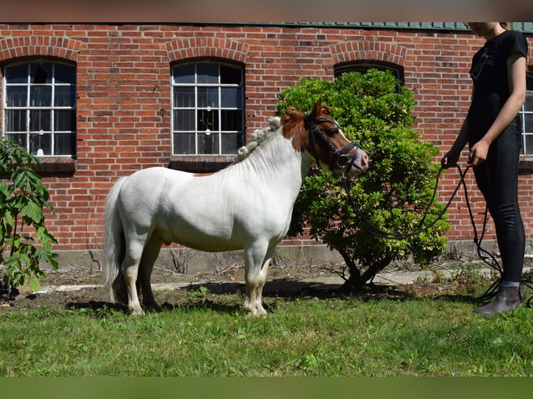 Mini Shetland Pony Stallion in D&#xE4;tgen