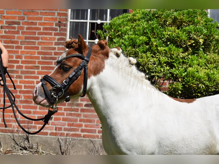 Mini Shetland Pony Stallion in D&#xE4;tgen