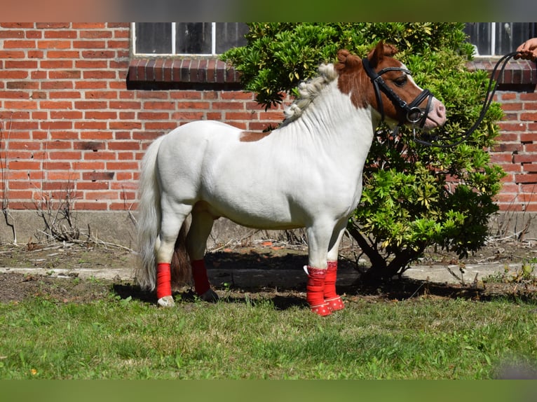 Mini Shetland Pony Stallion in D&#xE4;tgen