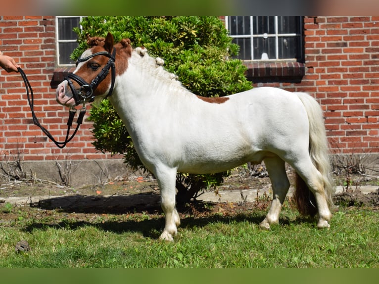 Mini Shetland Pony Stallion in D&#xE4;tgen