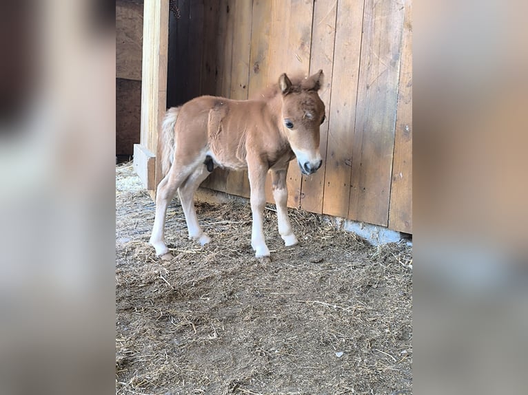 Mini Shetland Pony Stallion Foal (07/2025) 5,3 hh Palomino in Wald-Michelbach