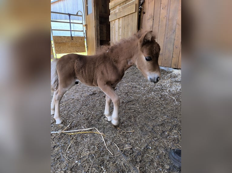 Mini Shetland Pony Stallion Foal (07/2025) 5,3 hh Palomino in Wald-Michelbach