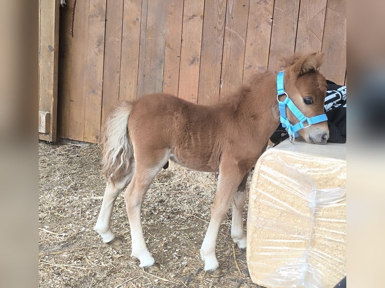 Mini Shetland Pony Stallion Foal (07/2025) 5,3 hh Palomino in Wald-Michelbach