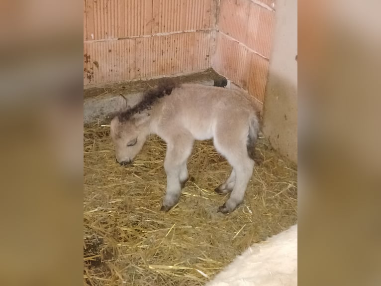 Mini Shetland Pony Stallion Foal (01/2026) 7.3 hh  in Tann