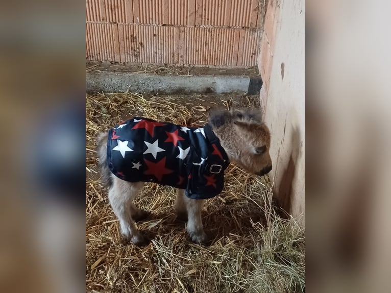 Mini Shetland Pony Stallion Foal (01/2026) 7.3 hh  in Tann