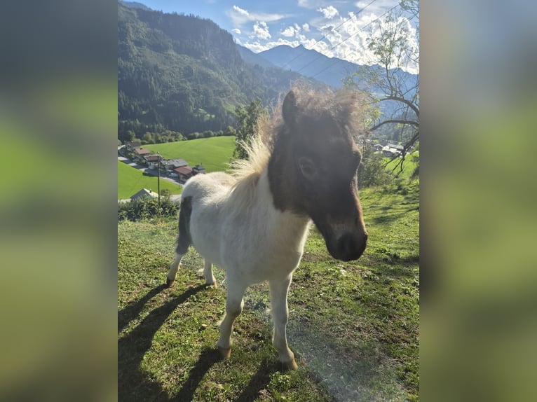 Mini Shetland Pony Stallion Foal (06/2026) 7.3 hh  in Taxberg