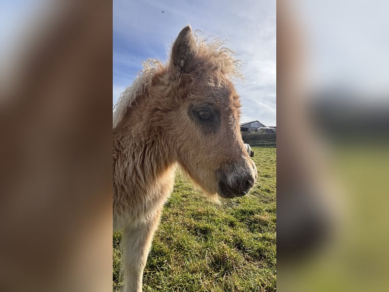 Mini Shetland Pony Stallion Foal (03/2026) 8.1 hh Chestnut-Red in Niederwampach
